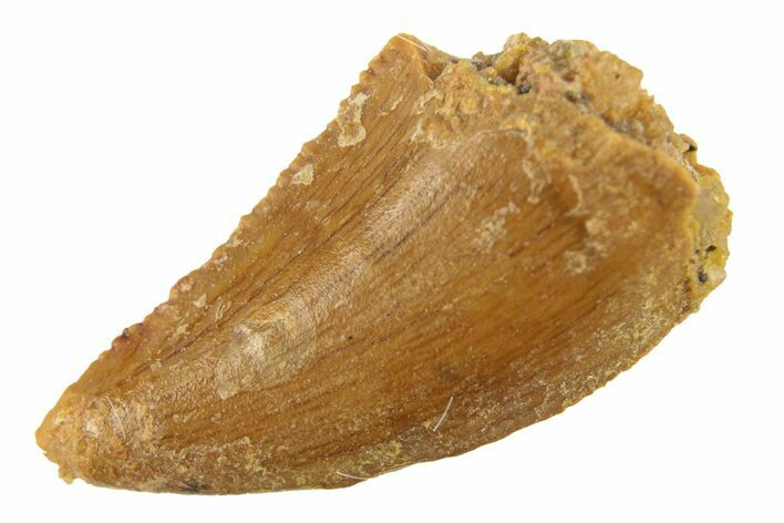 Bargain, Raptor Tooth - Real Dinosaur Tooth #268719